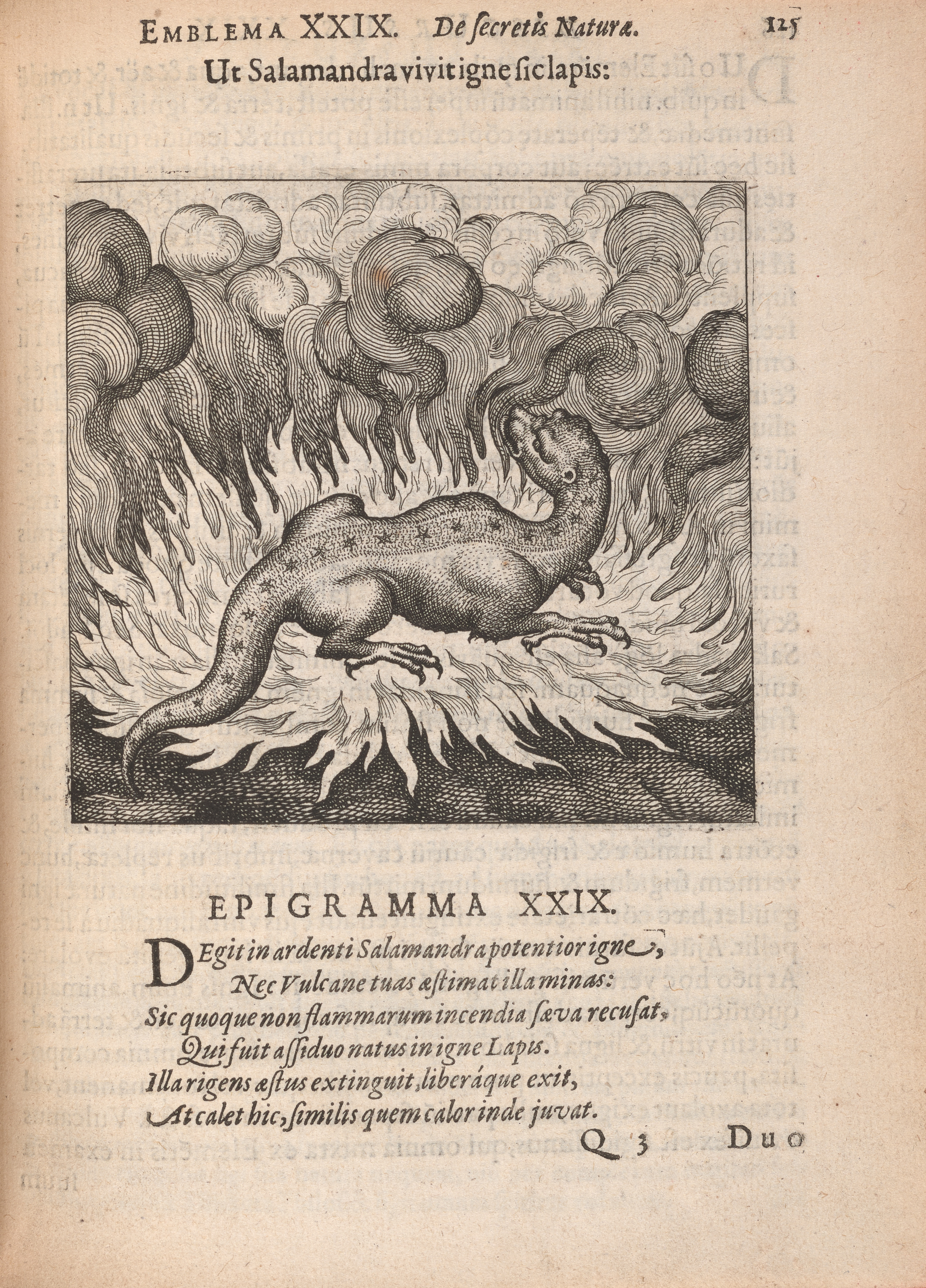 The second page of emblem 29 of Atalanta fugiens, which shows a motto and epigram in Latin, and an image of a salamander with stars in a line down his back and large claws is engulfed in fire and smoke.