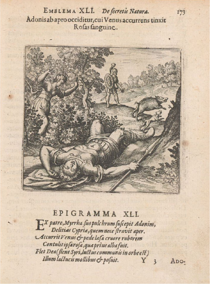 The second page of emblem 41 from Atalanta fugiens shows a motto and epigram in Latin and an image. In the image, a man in armor, identified as Adonis, is lying on the ground dying with a pike in hand. A woman in classical clothing, identified as Venus, is running through bushes towards the man. Behind them a man in armor is looking at a fleeing boar and dog.
